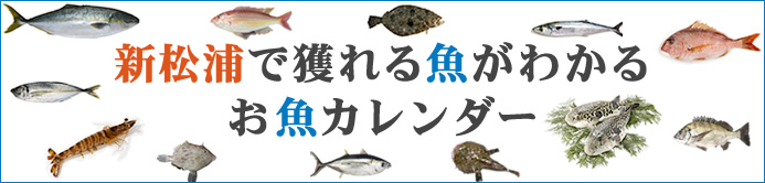 新松浦で獲れる魚がわかるお魚カレンダー